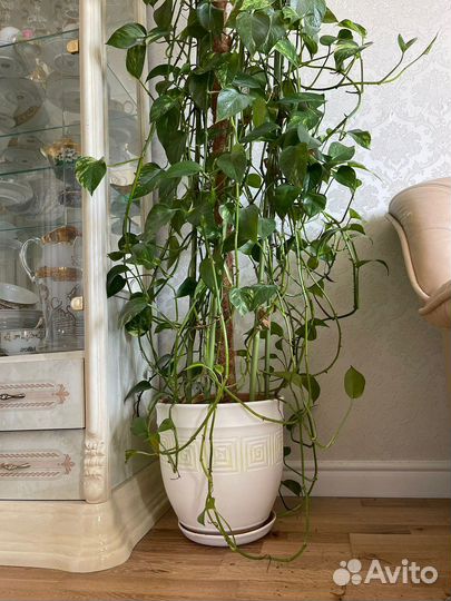 Сциндапсус