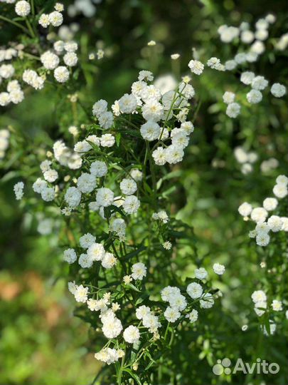 Тысячелистник птармика (Перл или Жемчужница)