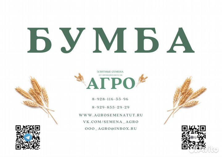 Элитные семена пшеницы сорт 