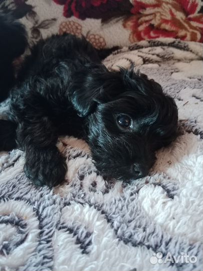 Щенки йоркипу