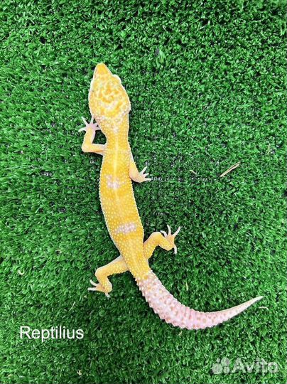 Эублефар Эублефар с комплектом