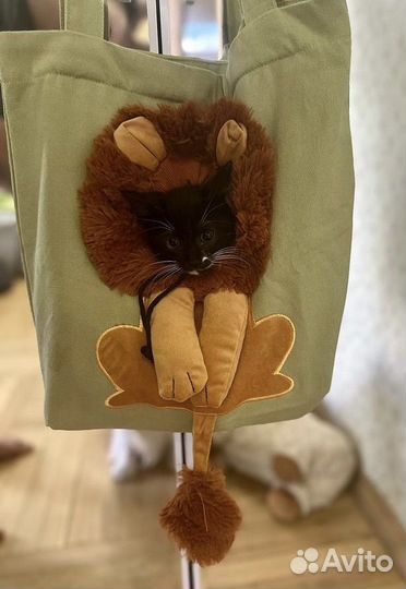 Котята в добрые руки бесплатно