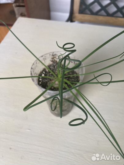 Альбука спиральная