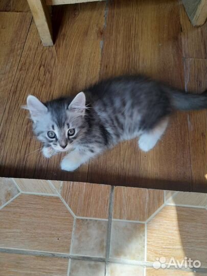 Котята в добрые руки бесплатно