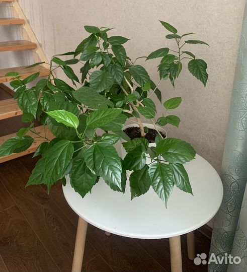 Гибискус китайская роза