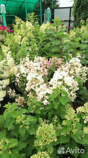 Гортензия метельчатая