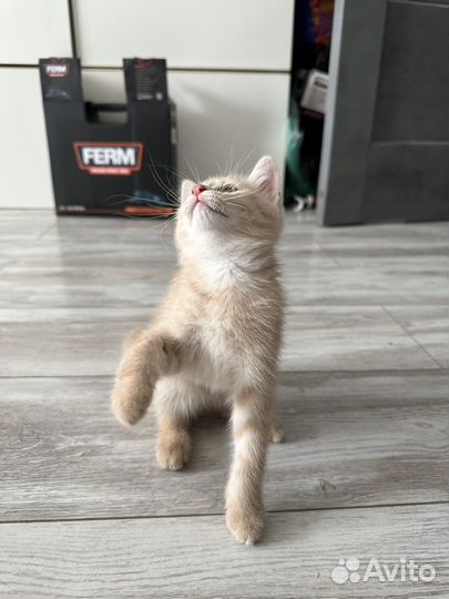 Котенок