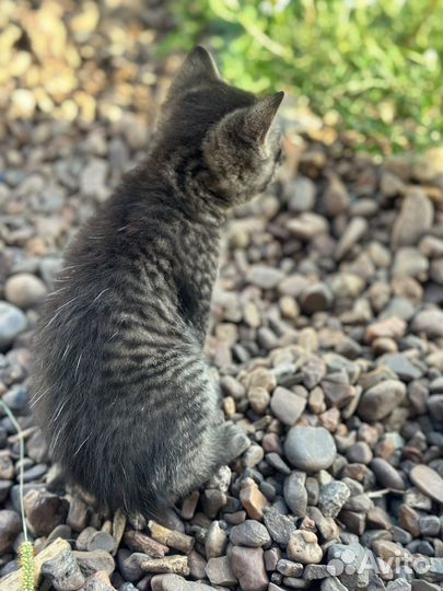 Котята в добрые руки бесплатно
