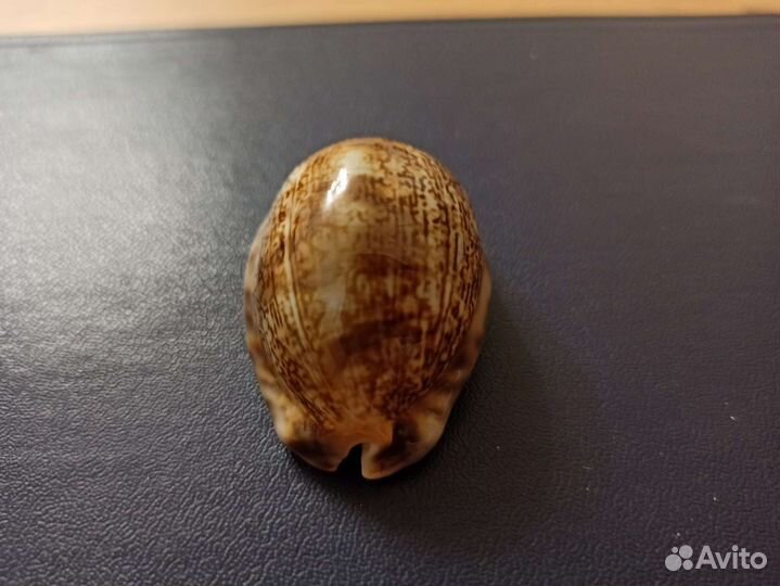 Морская раковина