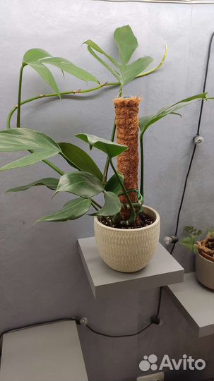 Маранта, рафидофора, сингониум