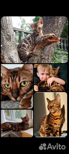 Чистокровные бенгалы