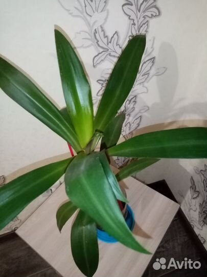 Традесканцея, рео