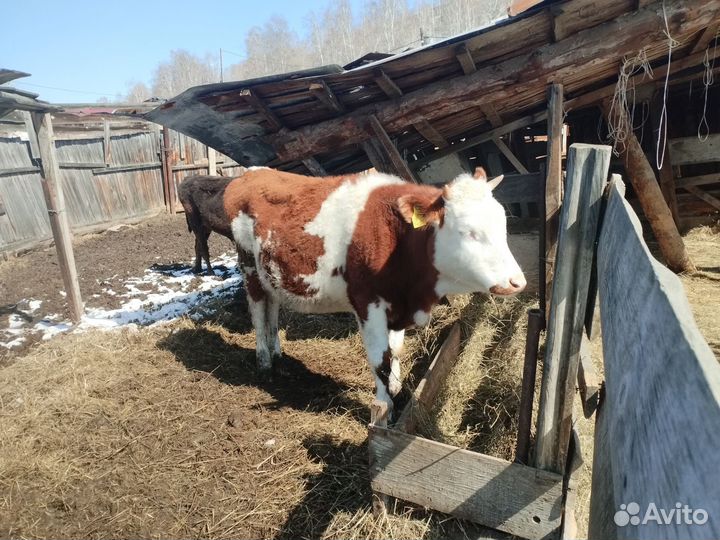 Бык и тёлочка