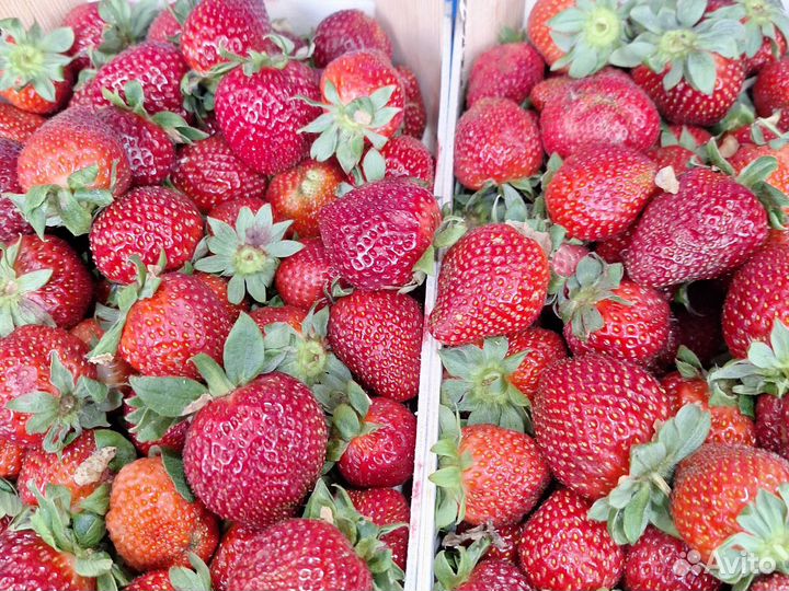 Клубника свежая