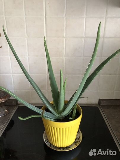 Алое вера Алоэ 30-35 см