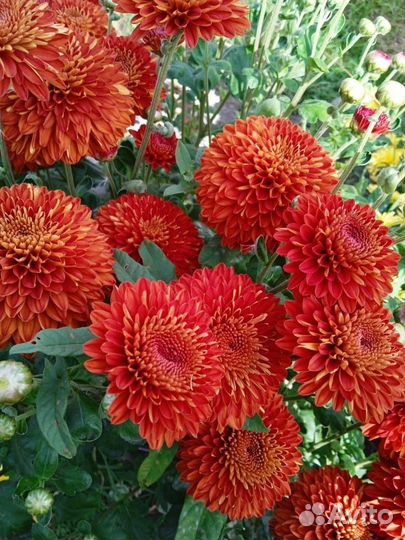 Хризантема