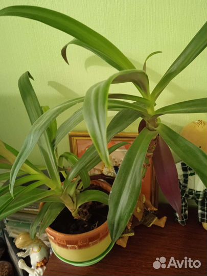 Комнатные цветы