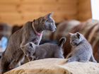 Продажа котят Русской голубой кошки объявление продам
