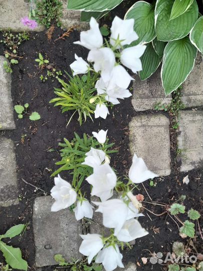 Колокольчик белый