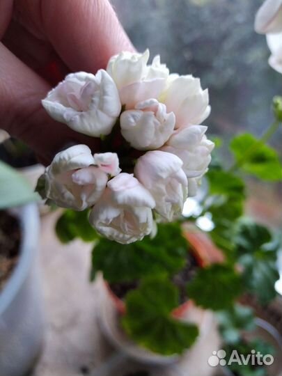 Пеларгония Marbacka Tulpan