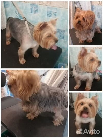 Услуги грумера