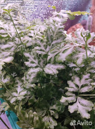 Папоротник Птерис Мечевидный