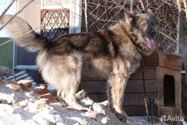 Крупный мальчик