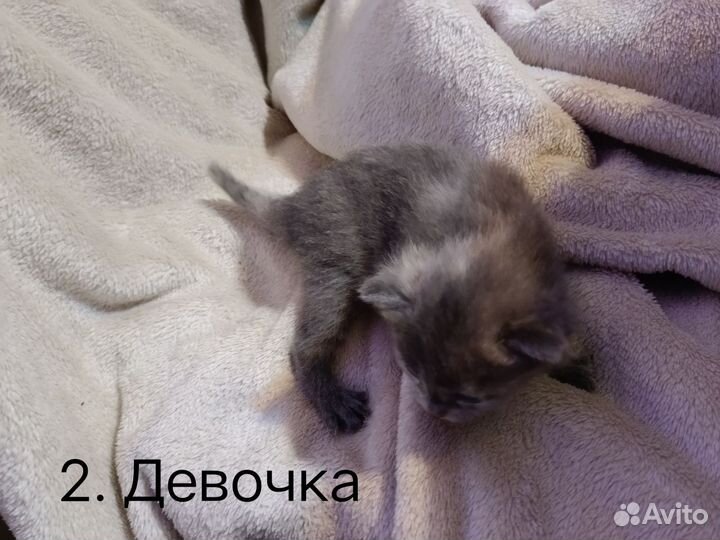 Котята в добрые руки