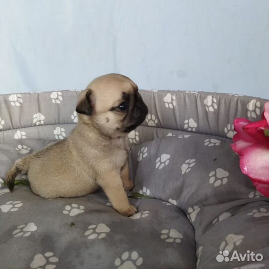 Щенки мопса