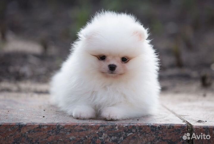 Щенки шпица