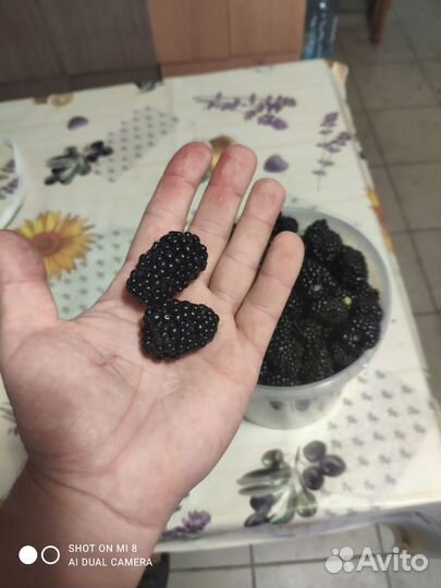 Саженцы ежевики