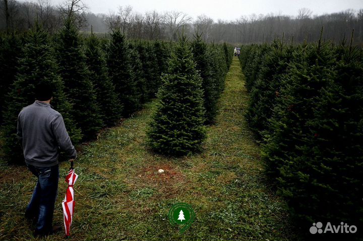 Ели для живой изгороди