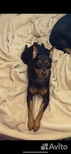 Цвергпинчер