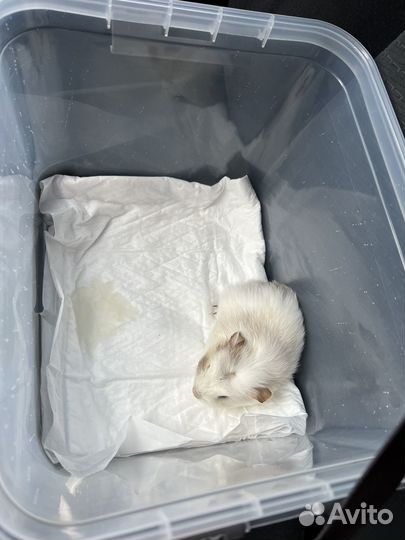 Морская свинка