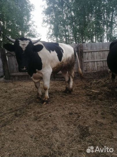 Продам быка 2 года можно на племя