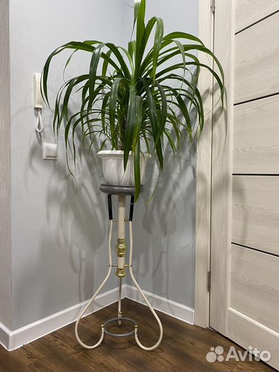 Подставка под цветы (80) + панданус с горшком (80)