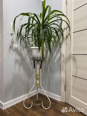 Подставка под цветы (80) + панданус с горшком (80)