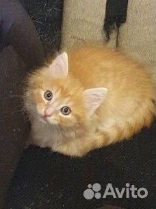 Котёнок мальчик