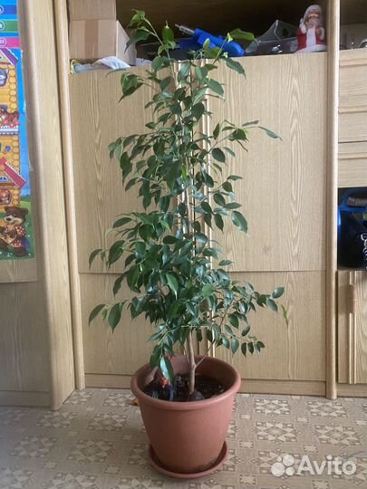 Диффенбахия, фикус бенджамина, сансивьерия