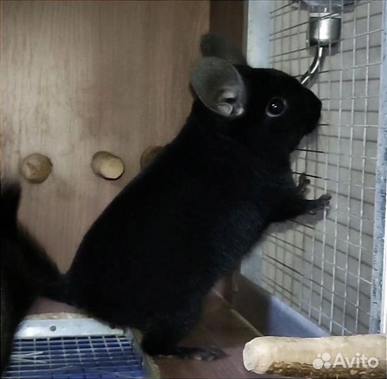 Шиншилла мальчик