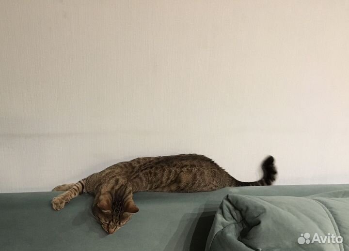 Кот в добрые руки