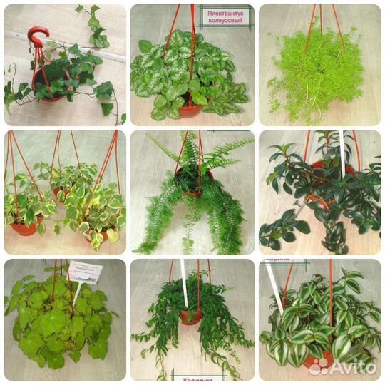 Комнатные цветы в кашпо и горшках