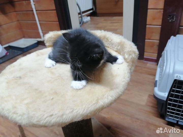 Котята в добрые руки приучены к лотку