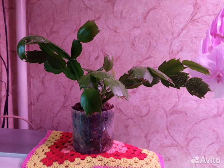 Цветок декабрист