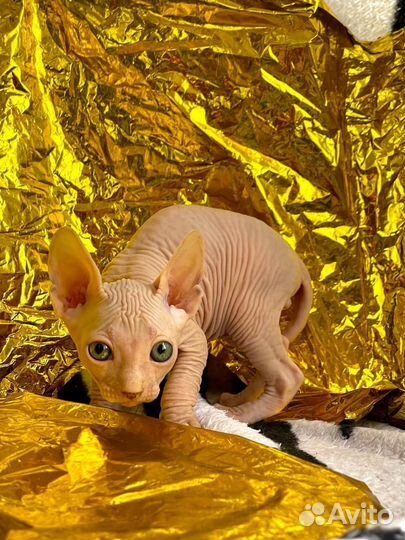 Канадский сфинкс котенок
