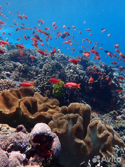 Свой человек на Бали