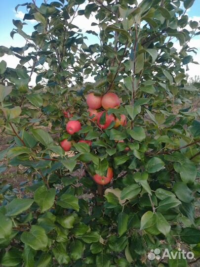 Яблоки оптом