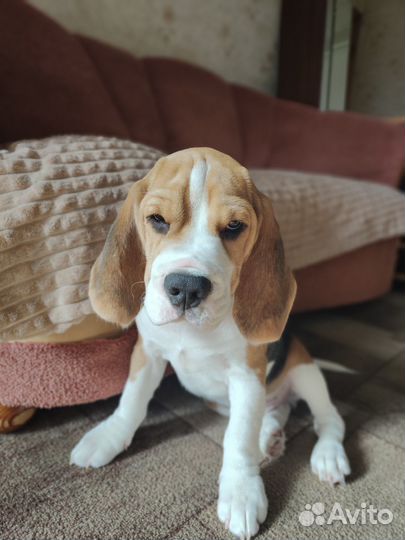 Щенки бигль