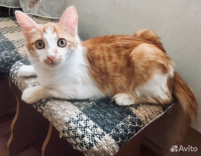 Рыжий котенок