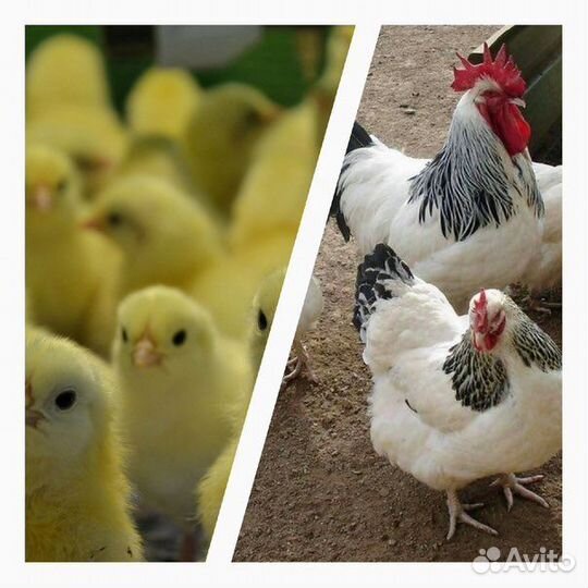 Цыплята Адлеровские